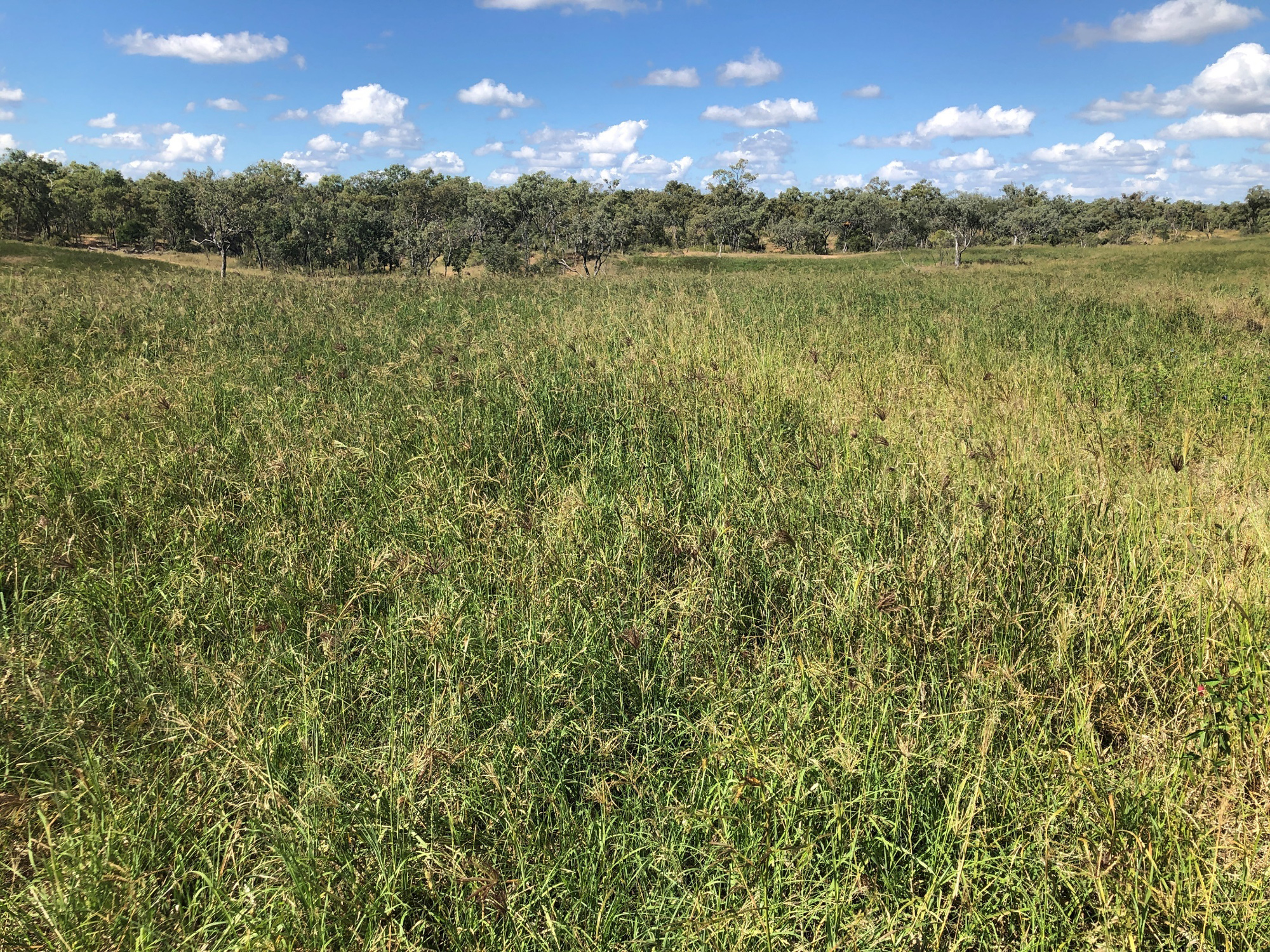 DRFA-Gully-Remediation-Design-And-Construction-The-Oaks-Station-QLD-Northern-Gulf-NRM-2019-2020-1 DRFA Gully Remediation Design And Construction, The Oaks Station, QLD Northern Gulf NRM, 2019 – 2020