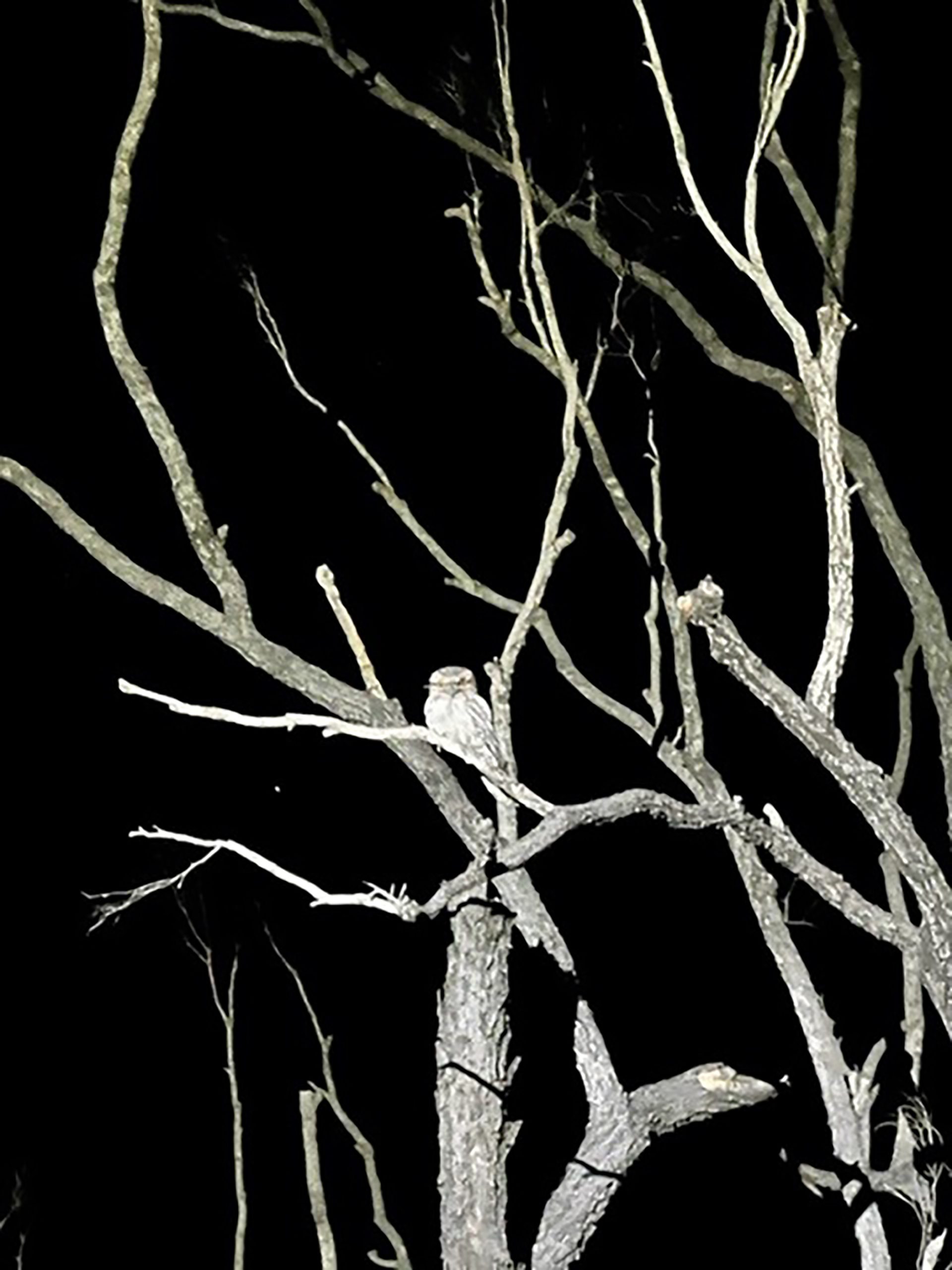 Tawny-frogmouth Ecological assessments