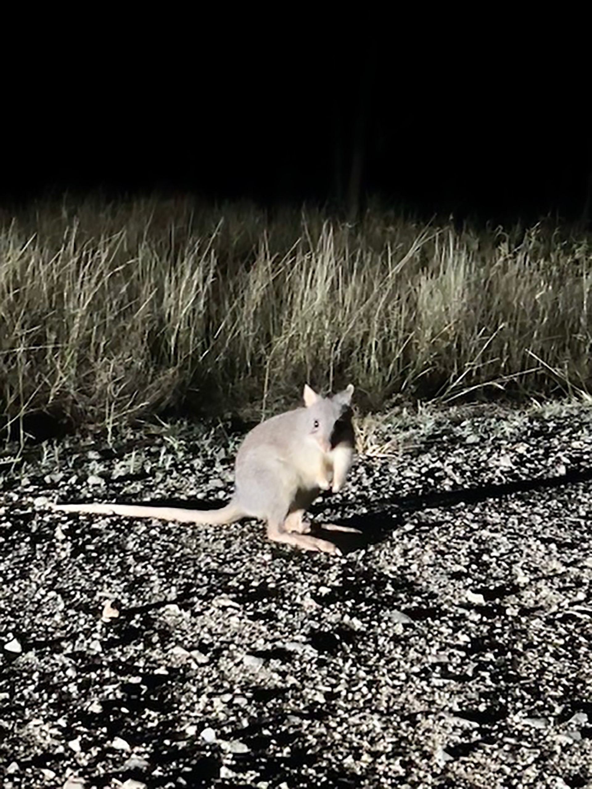 rufous-bettong Ecological assessments